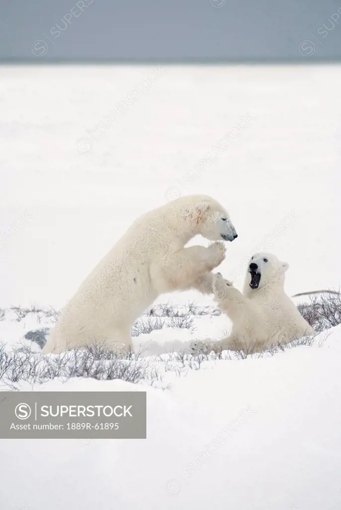 two polar bears ursus maritimus play fighting to sharpen their hunting skills as they wait for the ice to freeze over at hudson bay, churchill, manito...