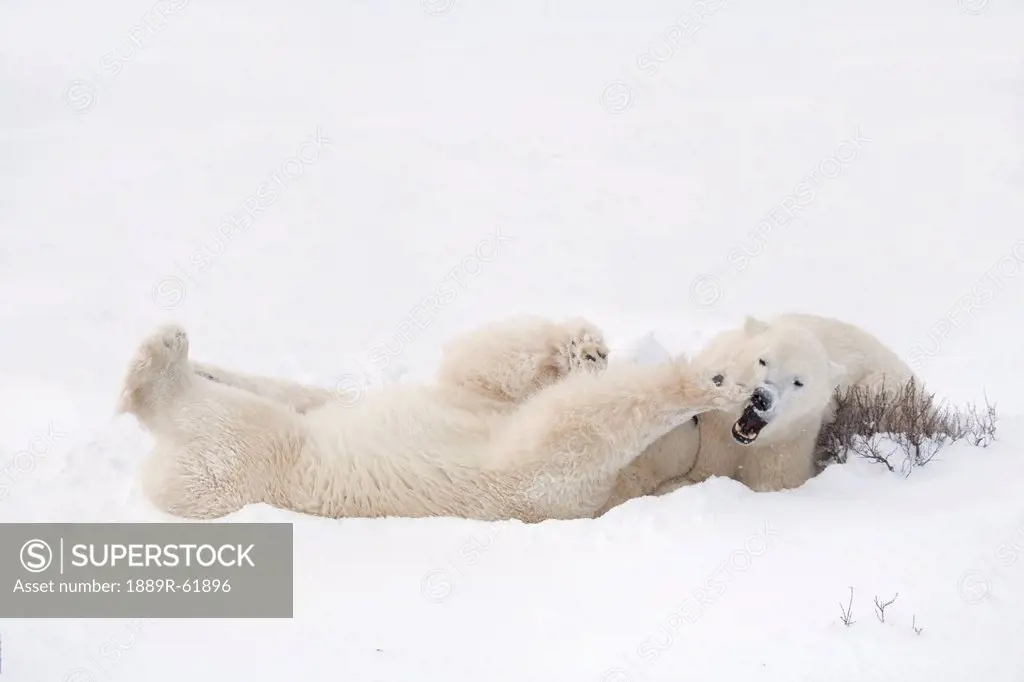 two polar bears ursus maritimus at play in the snow, churchill, manitoba, canada