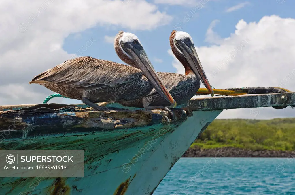 two pelicans pelecanus occidentalis on a derelict boat in the harbor, san cristobal, galapagos islands, ecuador