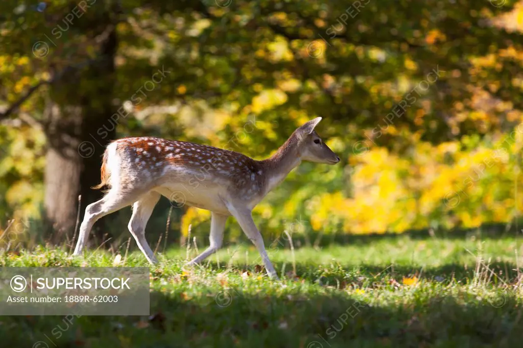 a deer cervidae walking across the grass in the sunlight, north yorkshire, england