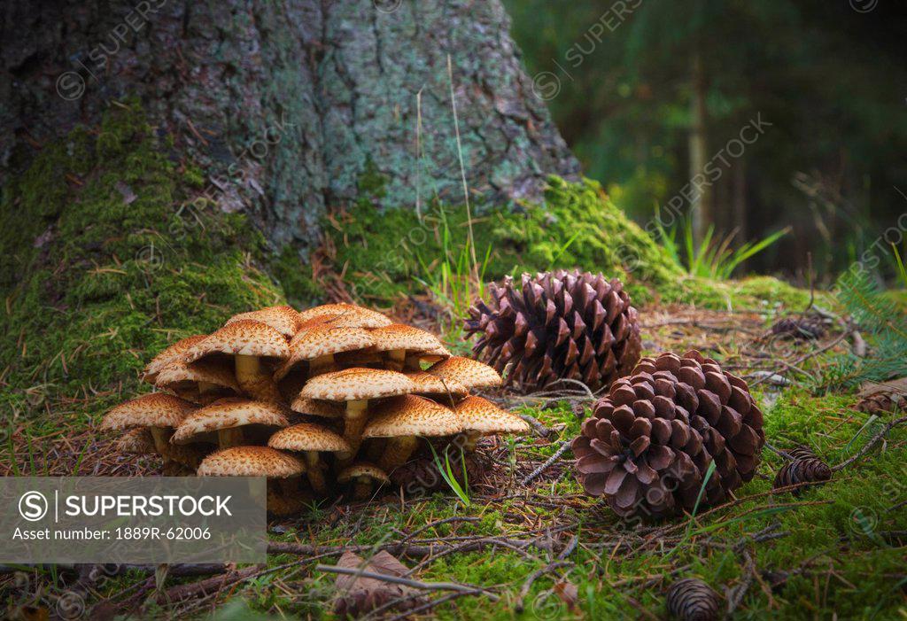 Forest Chocolate Mold Squirrel Mushroom Pine Cone Shaped - Temu