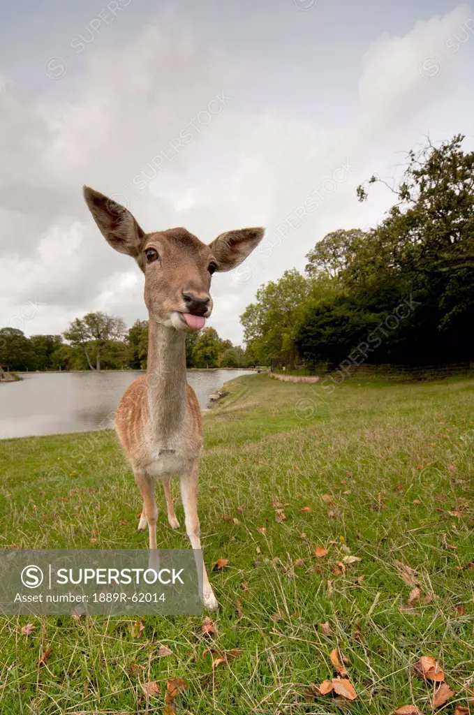 a deer sticking it´s tongue out