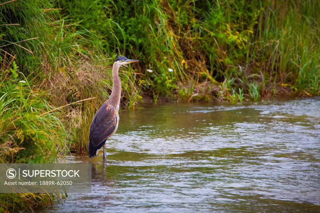 great blue heron ardea herodias standing at the water´s edge by tall grass, skagway, alaska, united states of america