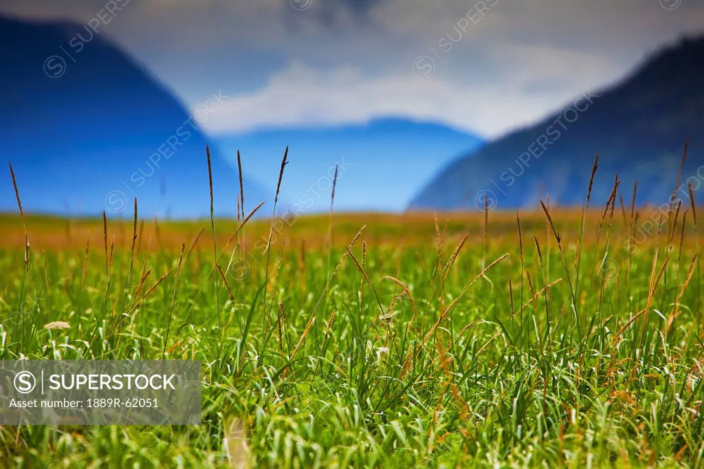 grass on the dyea tidal flats with the chilkat mountains in the background, skagway, alaska, united states of america