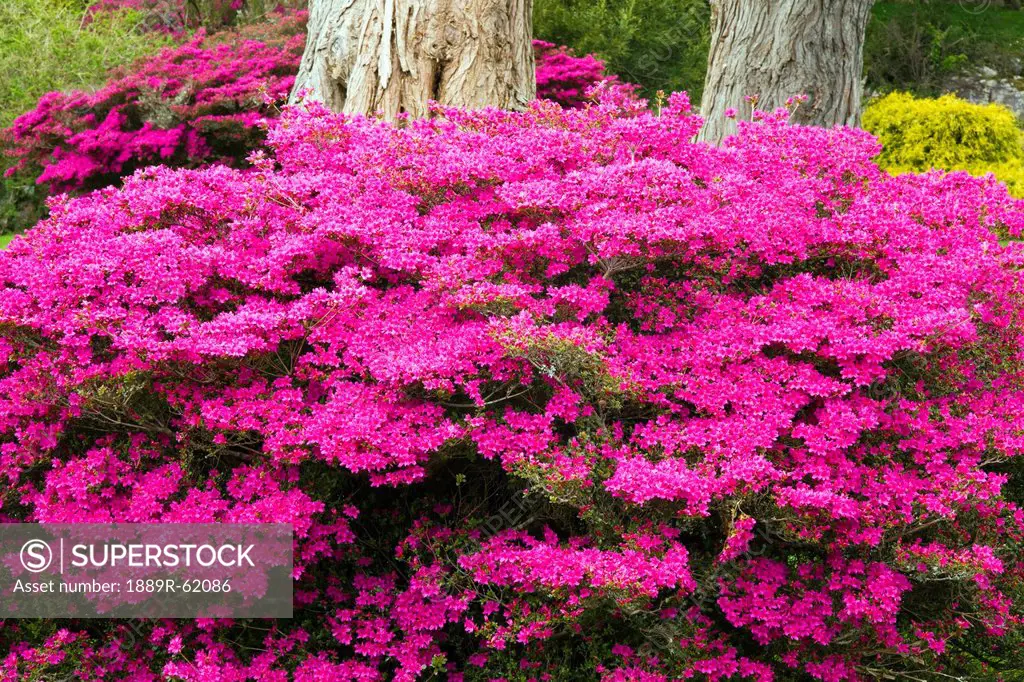 Bright Pink Flowers Growing At The Base Of A Tree In Muckross Gardens, Killarney, County Kerry, Ireland