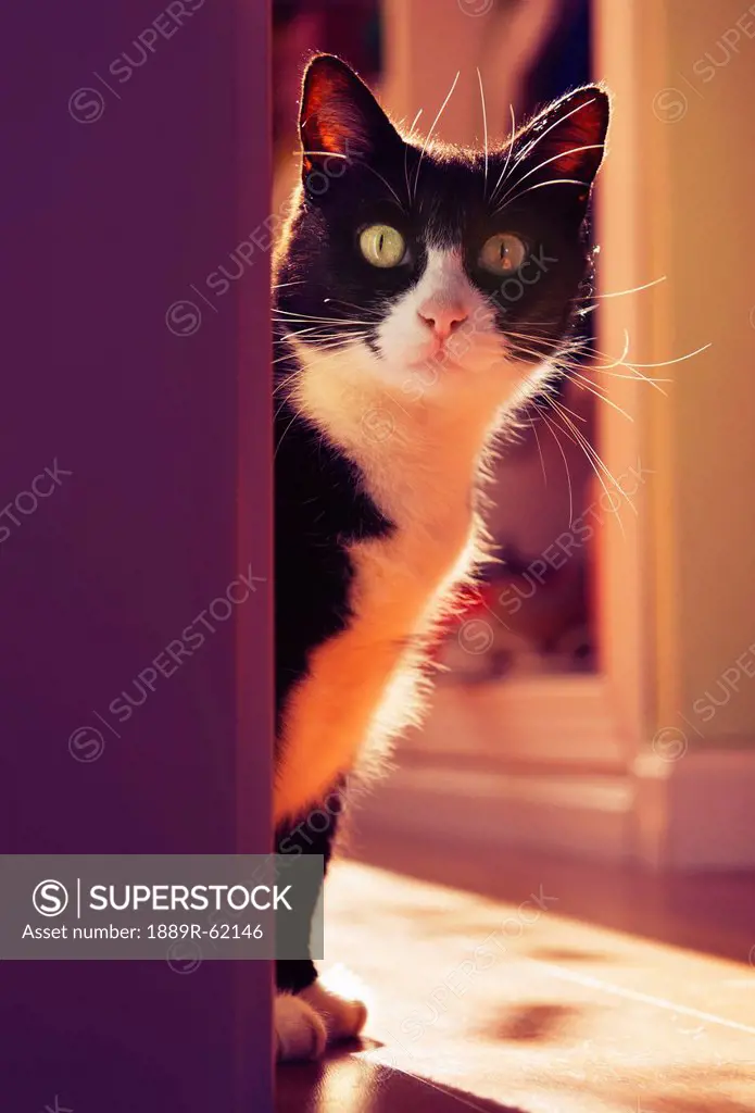 a cat peeking around a corner, benalamadena costa, malaga, costa del sol, andalusia, spain