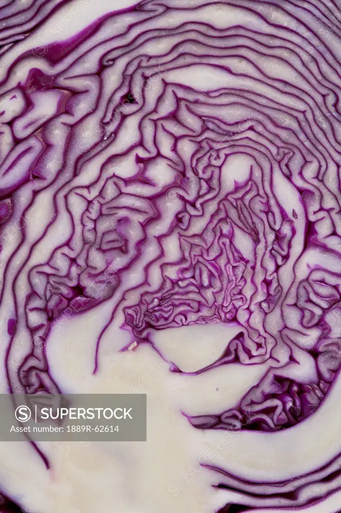 cross section of a red cabbage, calgary, alberta, canada