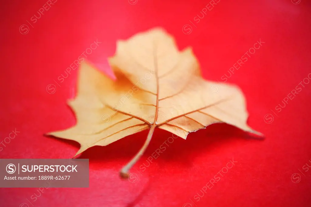 a gold maple leaf on a red surface