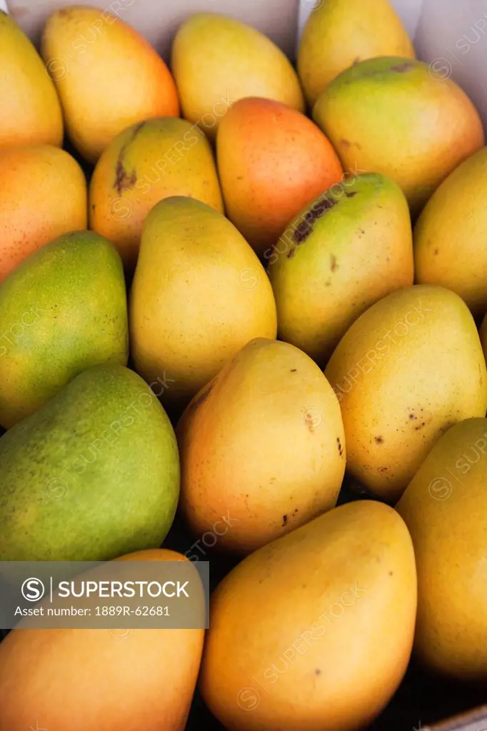 mangos in a row