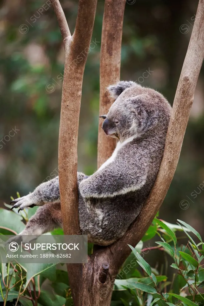 a koala bear phascolarctos cinereus in a tree, gold coast, queensland, australia