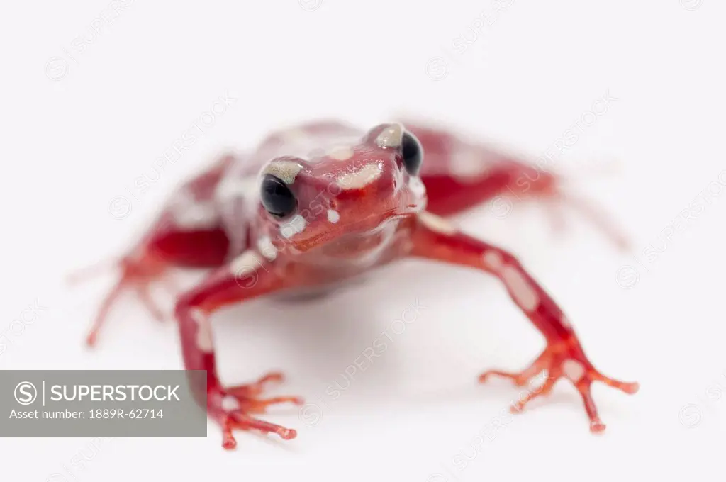 white_striped red poison dart frog epipedobates anthonyi