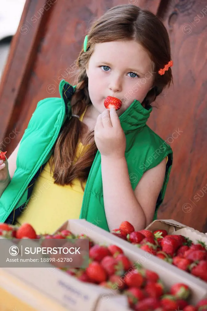 a girl eating a strawberry beside boxes of strawberries, troutdale, oregon, united states of america