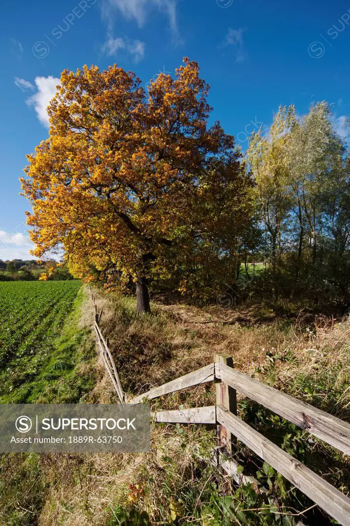 a wooden fence running alongside a field and trees, beamish, durham, england