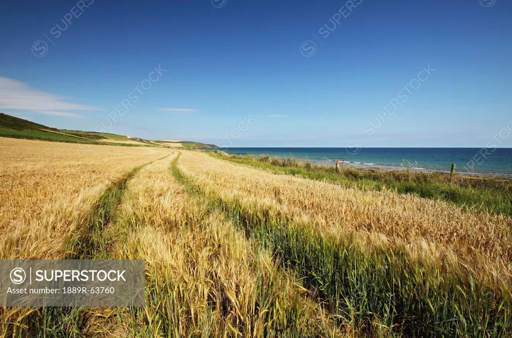 wheat field in east cork in munster region, ballybrannigan, county cork, ireland