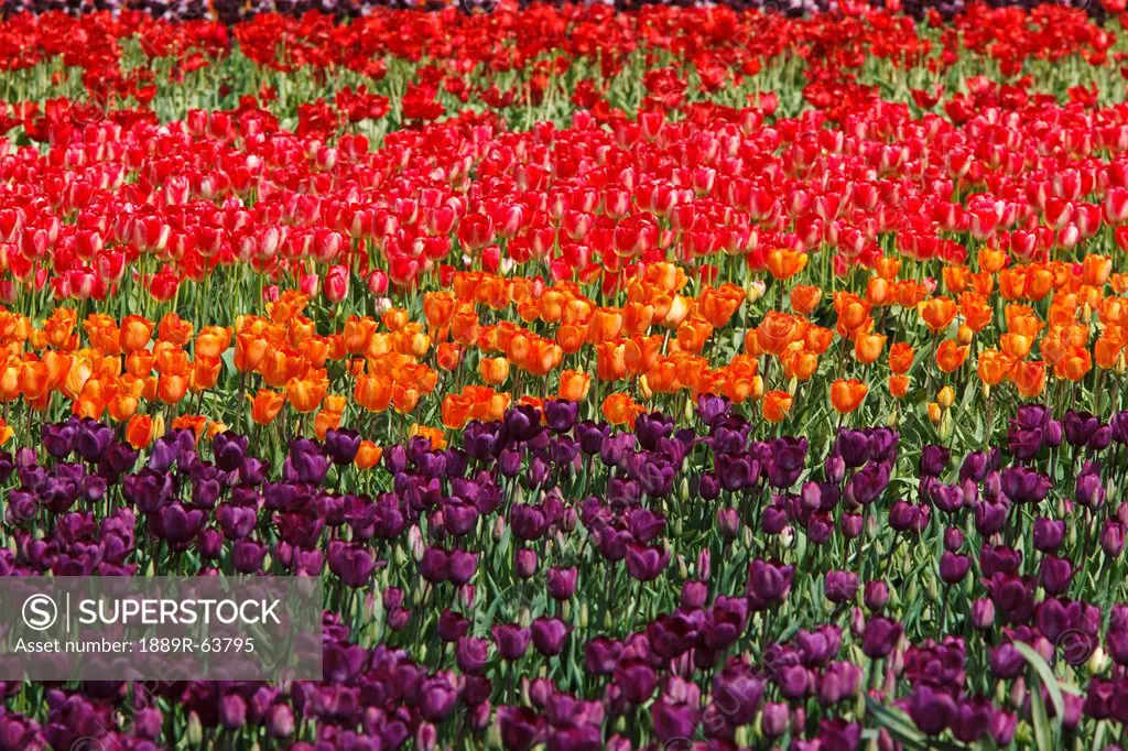 tulip field, woodburn, oregon, united states of america