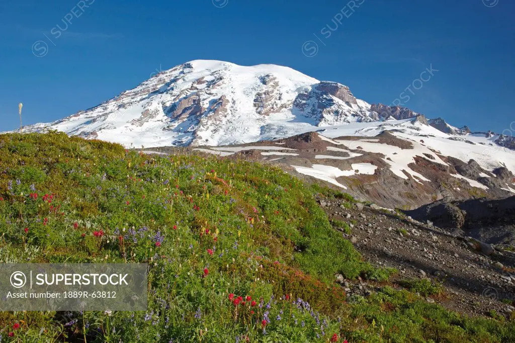 wildflowers at the foot of mount rainier in paradise park in mt. rainier national park, washington, united states of america