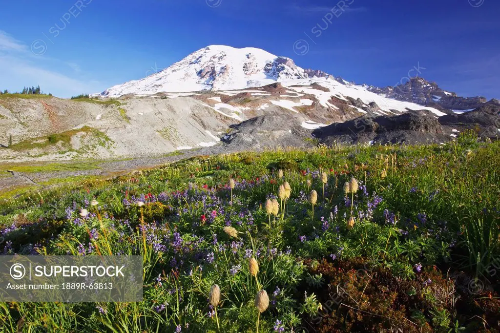 wildflowers at the foot of mount rainier in paradise park in mt. rainier national park, washington, united states of america