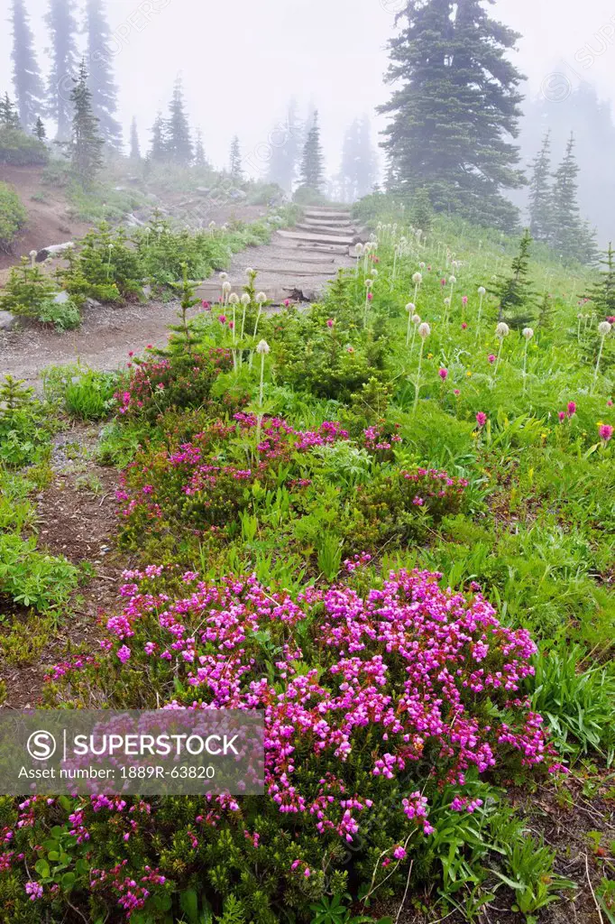 a hiking trail in the fog in paradise park in mt. rainier national park, washington, united states of america