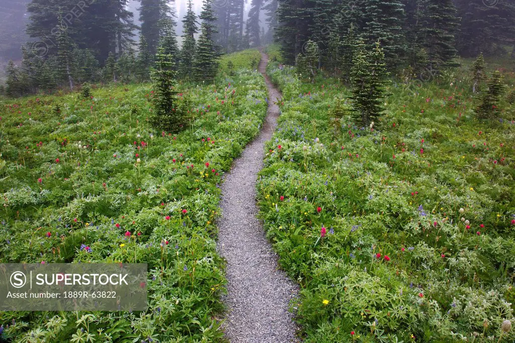 a hiking trail in the fog in paradise park in mt. rainier national park, washington, united states of america