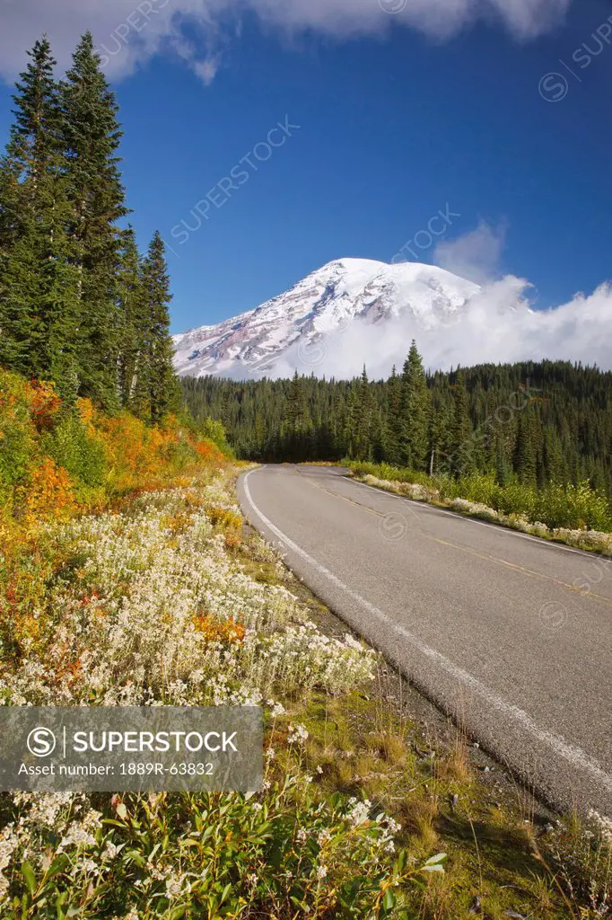 autumn colors along a road in mt. rainier national park, washington, united states of america