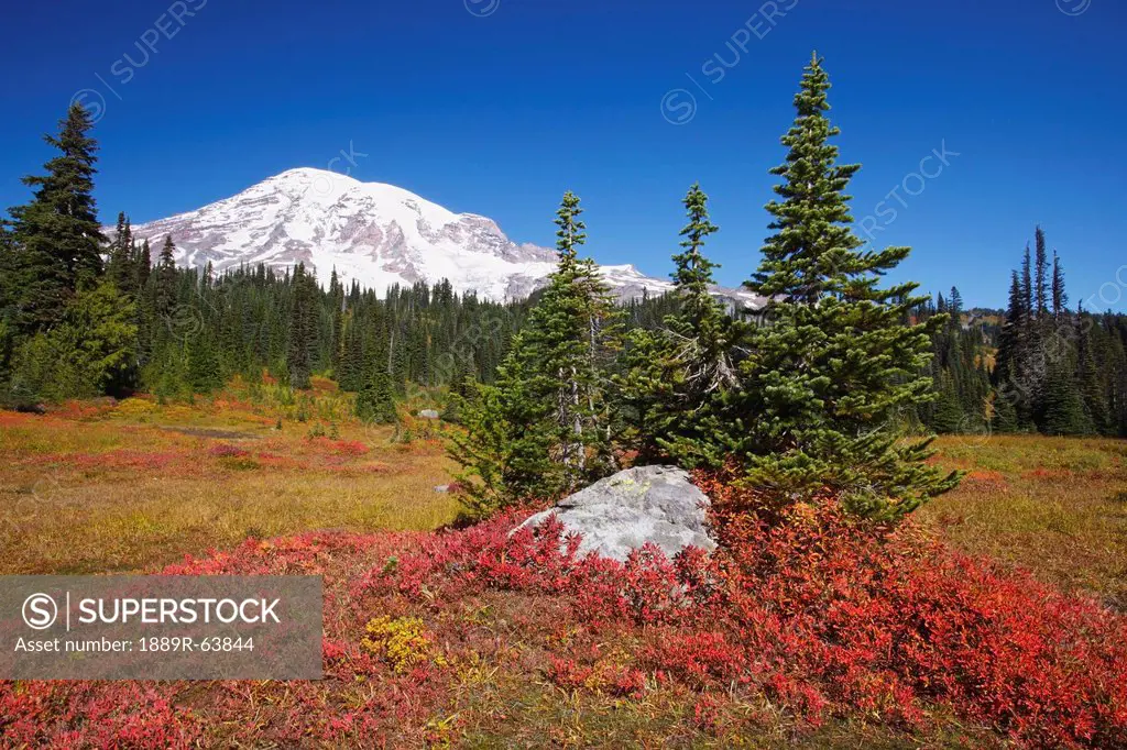 mount rainier and autumn colors in mt. rainier national park, washington, united states of america