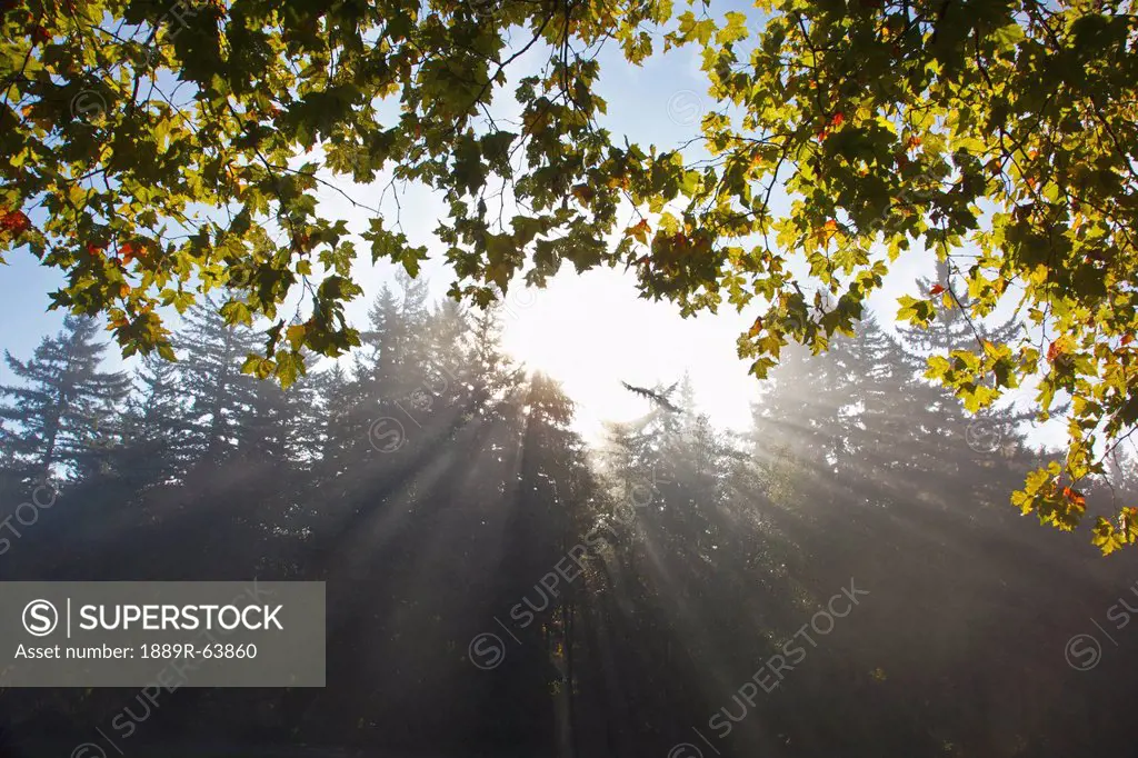 rays of sunlight through the trees and morning fog, portland, oregon, united states of america