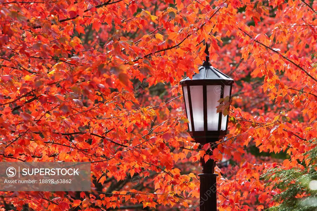 autumn colors on the leaves and a light post, portland, oregon, united states of america