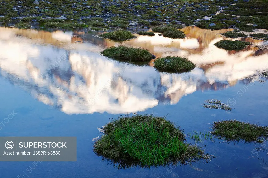 reflection of mount rainier in a small alpine pond in paradise park in mt. rainier national park, washington, united states of america