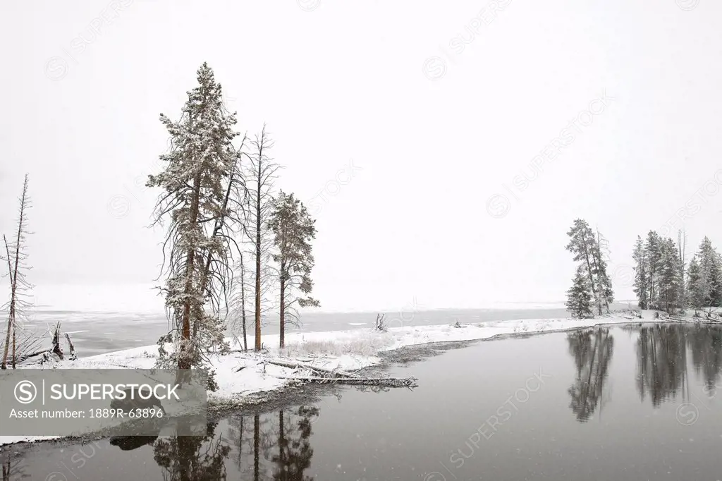 a bison walks near a small lake of water in the winter in yellowstone national park, wyoming, united states of america