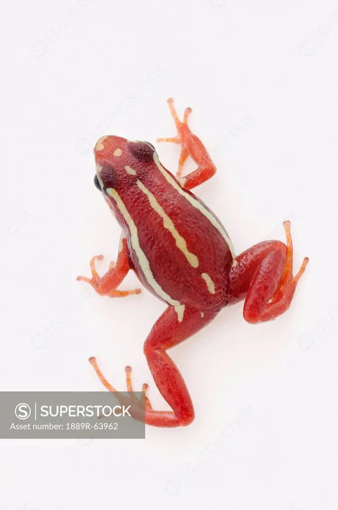white_striped poison dart frog epipedobates anthonyi