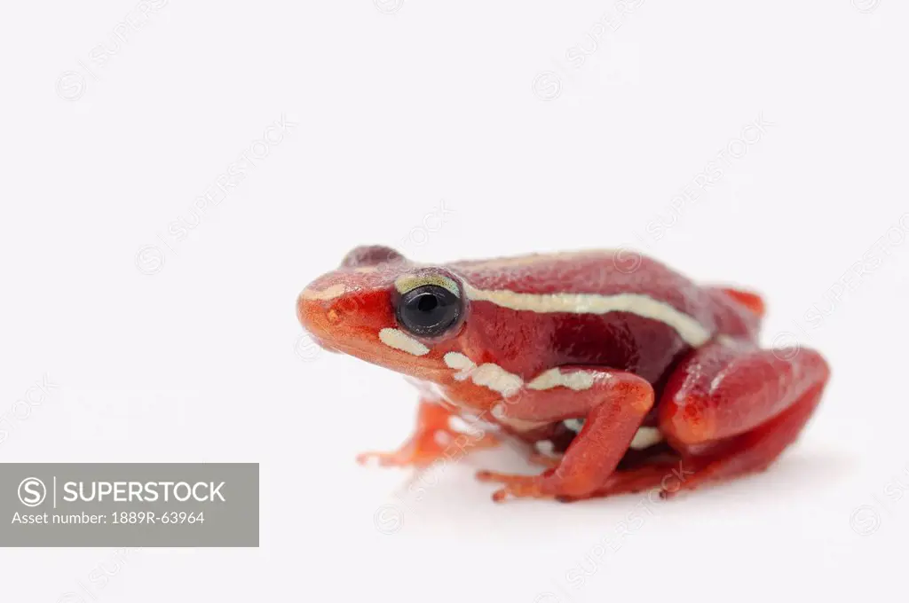 white_striped poison dart frog epipedobates anthonyi