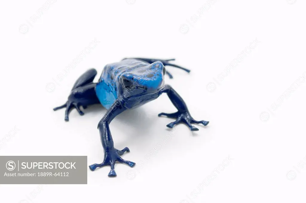 blue poison dart frog dendrobates tinctorius