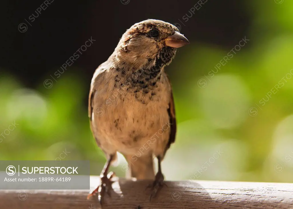 a sparrow perched on a wooden beam, tarifa, cadiz, andalusia, spain