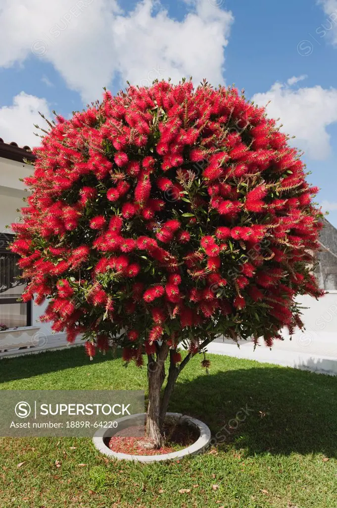 the bottlebrush tree, leiria, estremadura and ribatejo, portugal