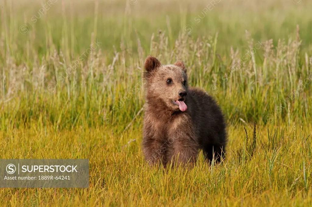 a brown grizzly bear cub ursus arctos horribilis, alaska, united states of america