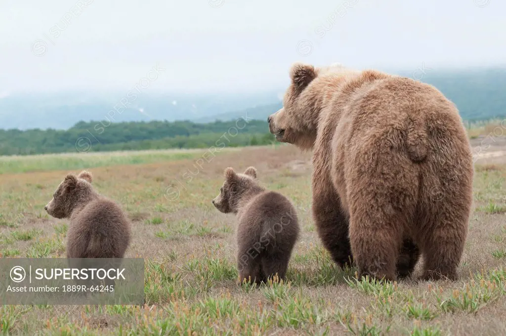 a brown grizzly bear ursus arctos horribilis with cubs, alaska, united states of america