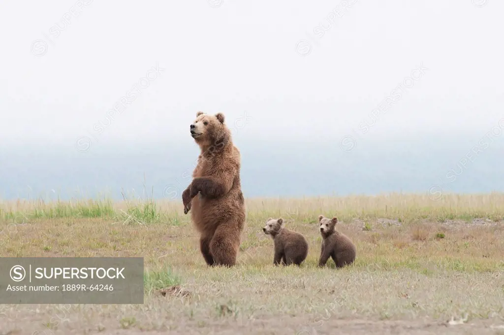 a brown grizzly bear ursus arctos horribilis standing up with cubs, alaska, united states of america