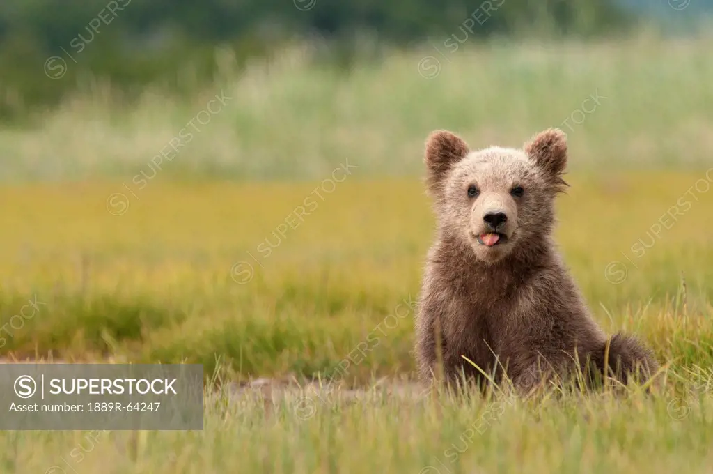 a brown grizzly bear cub ursus arctos horribilis sticking out it´s tongue, alaska, united states of america