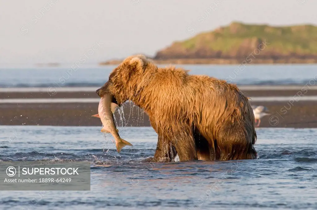 a brown grizzly bear ursus arctos horribilis catching a salmon, alaska, united states of america