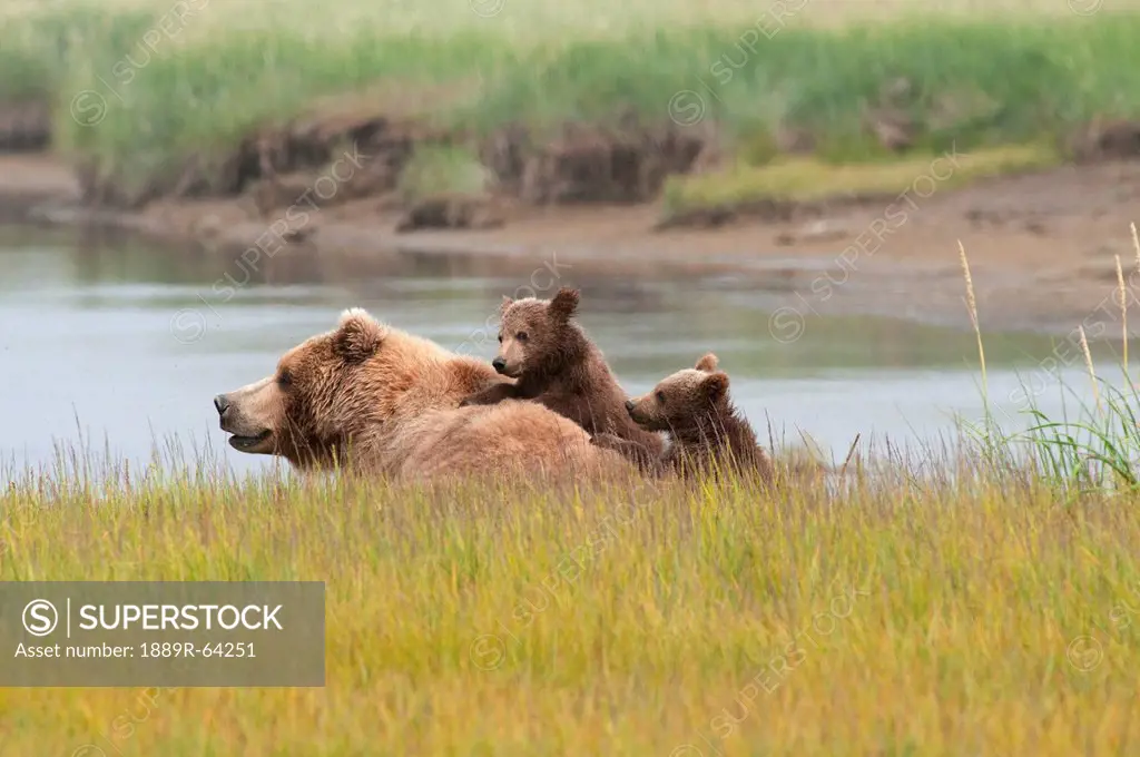 a brown grizzly bear ursus arctos horribilis with her two cubs, alaska, united states of america