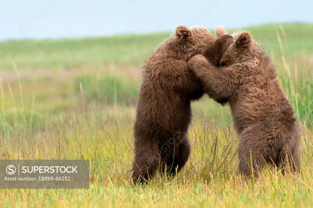two brown grizzly bear cubsursus arctos horribilis standing on their hind legs embracing, alaska, united states of america