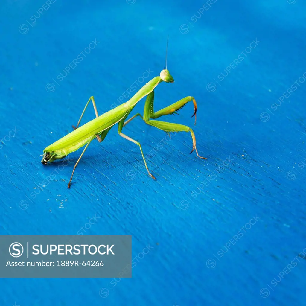 praying mantis on a blue surface, benalamadena costa, malaga, costa del sol, andalusia, spain
