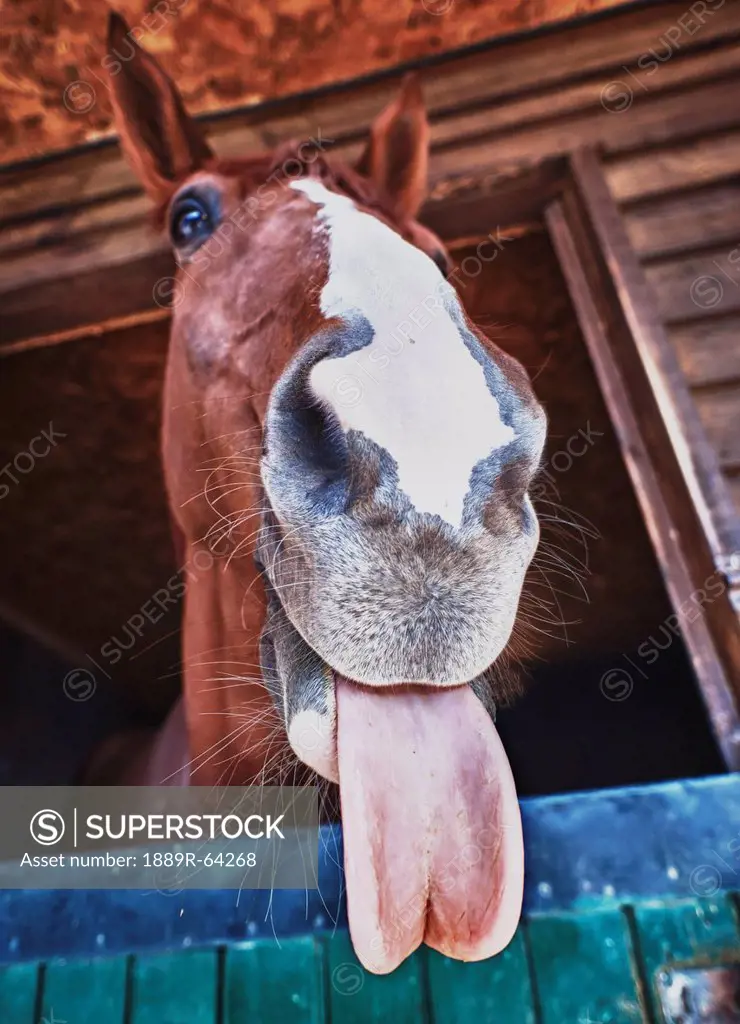 a horse with it´s tongue sticking out, benalamadena costa, malaga, costa del sol, andalusia, spain