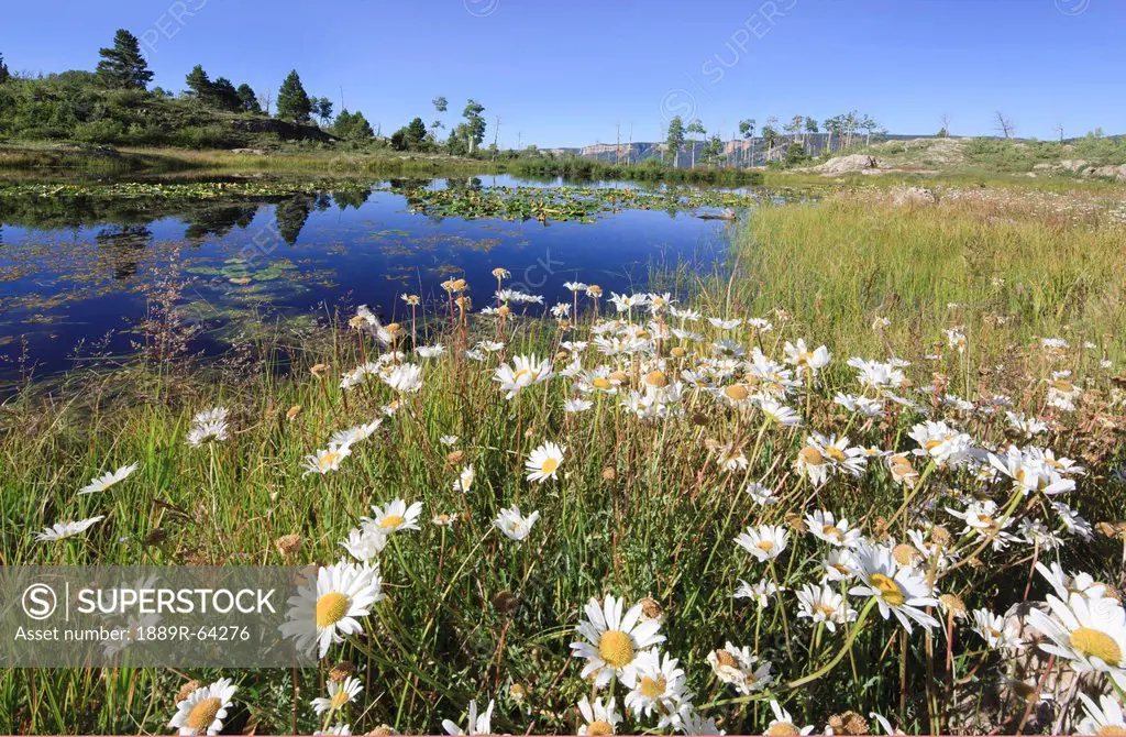 beaver pond reflects the sky with surrounding wildflowers in the san juan mountains, colorado, united states of america