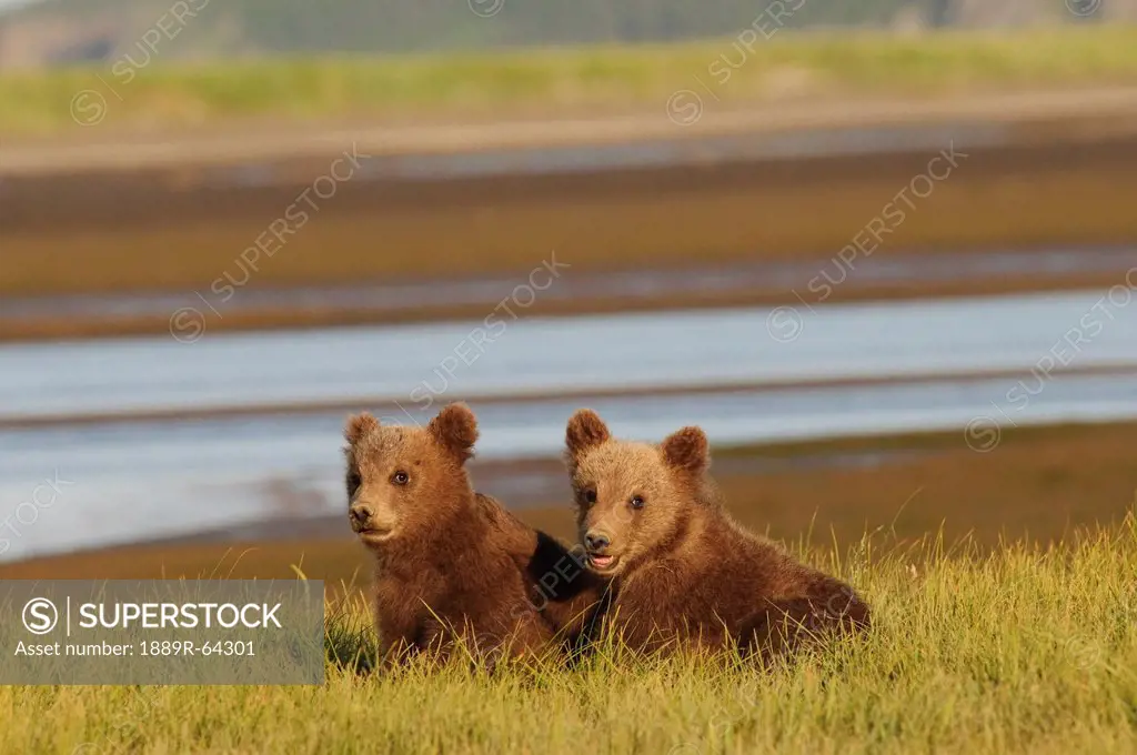 two grizzly bear ursus arctos horribilis cubs, alaska, united states of america