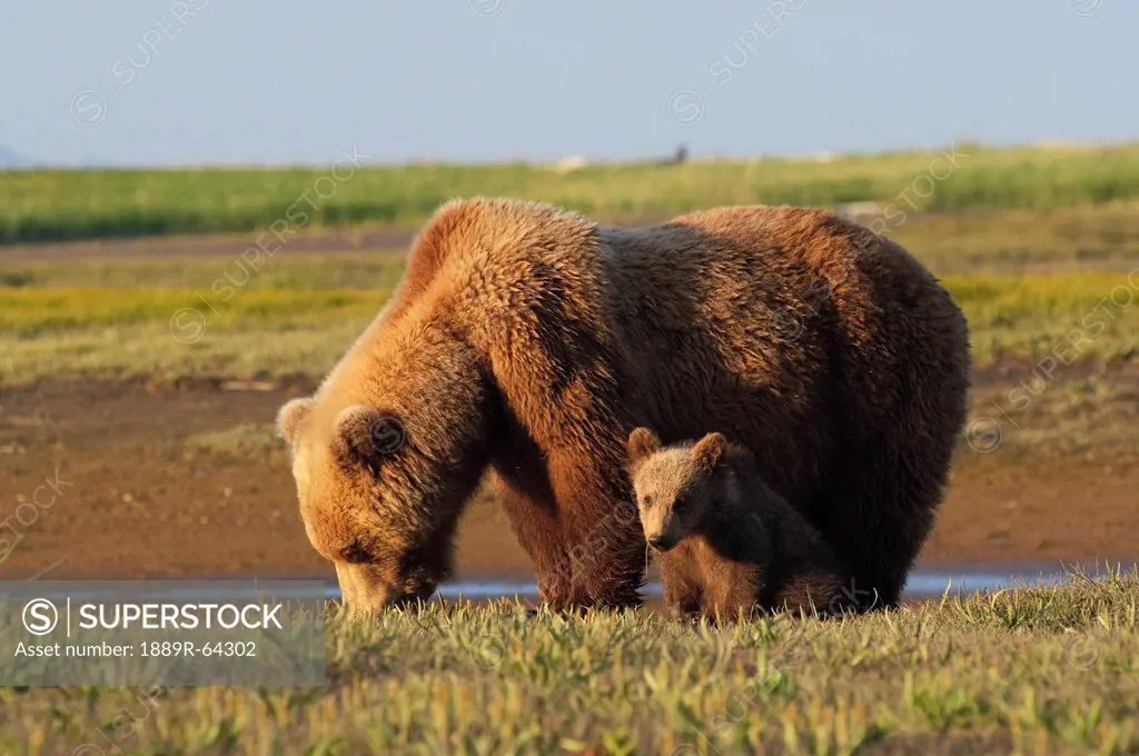 a grizzly bear ursus arctos horribilis and cub, alaska, united states of america