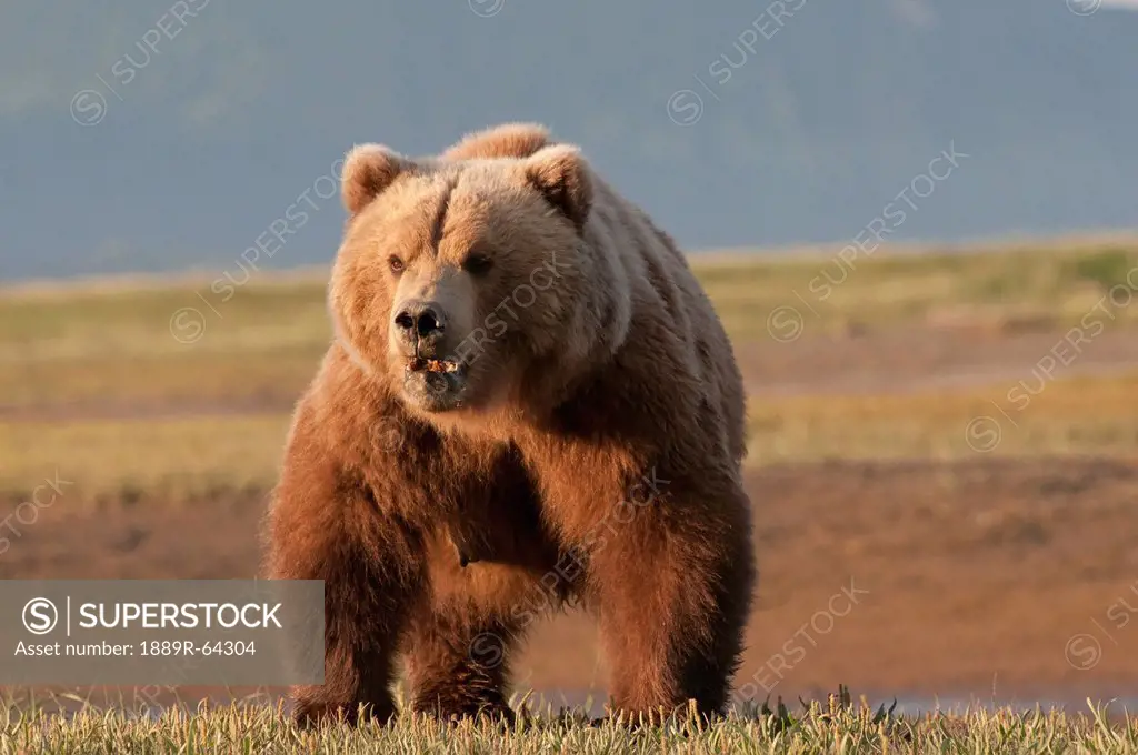 a brown grizzly bear ursus arctos horribilis, alaska, united states of america