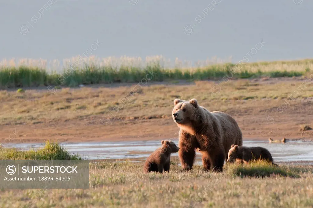 a grizzly bear ursus arctos horribilis with two cubs crossing the river, alaska, united states of america