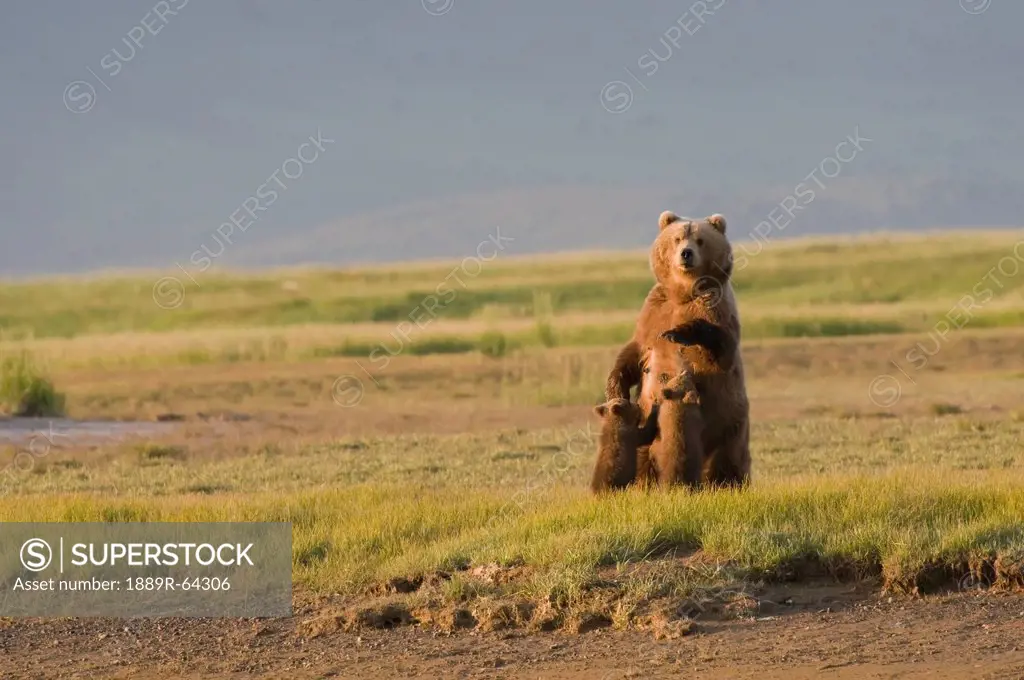 a grizzly bear ursus arctos horribilis nursing her two cubs, alaska, united states of america