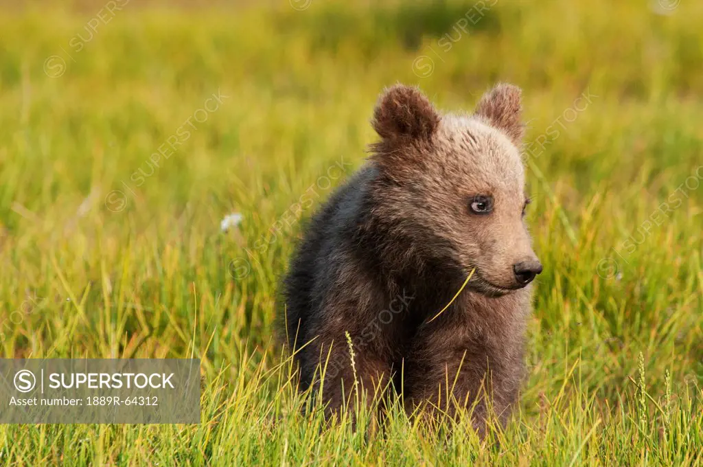 a grizzly bear cub ursus arctos horribilis in a meadow, alaska, united states of america